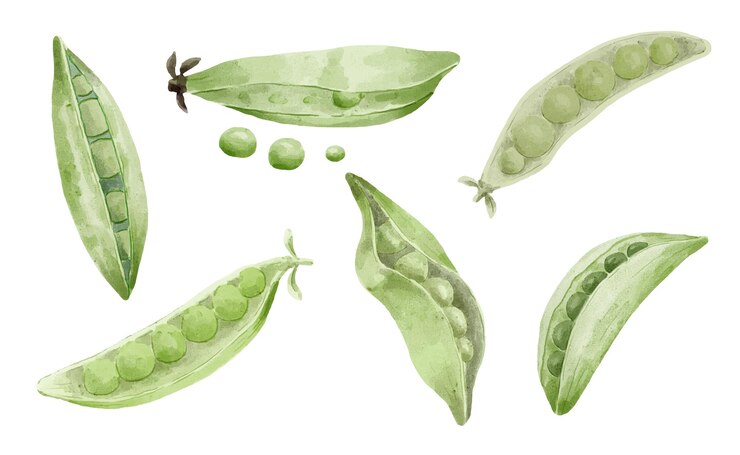 Vector Gratis green peas and pea pod watercolors paint.