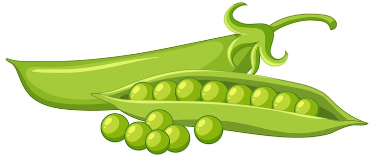 Vector Gratis green peas in a pod