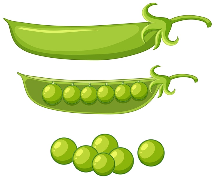 Vector Gratis green peas in a pod