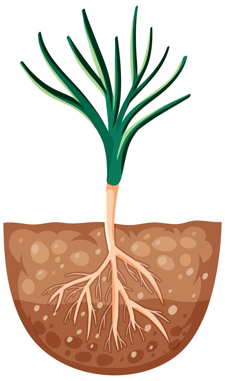Vector Gratis growing plant with roots in soil