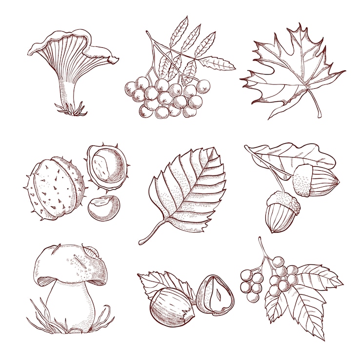 Vector Gratis hand drawn autumn set