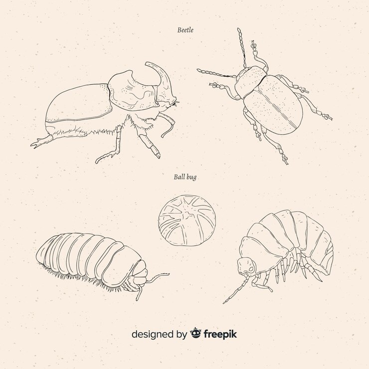 Vector Gratis hand drawn beetle sketches collection