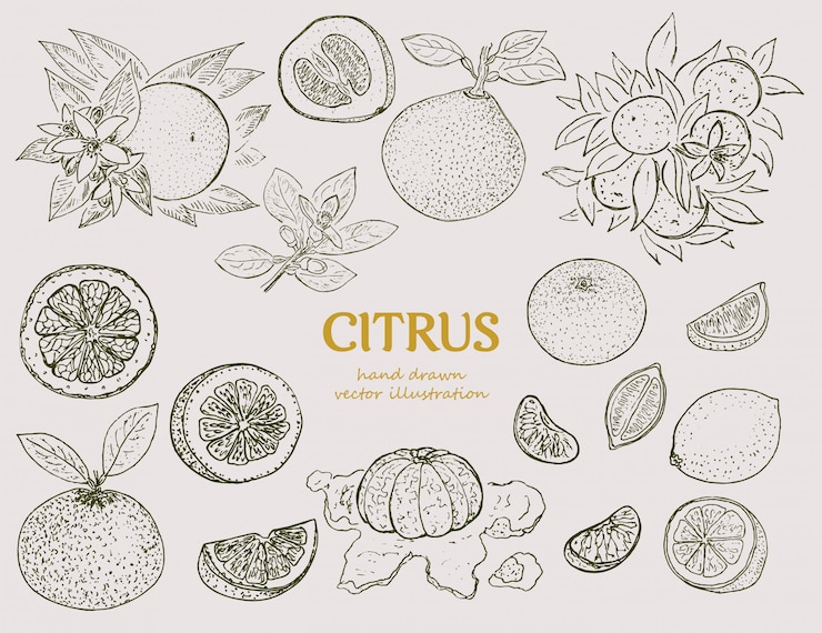 Vector Gratis hand drawn citrus botanical set
