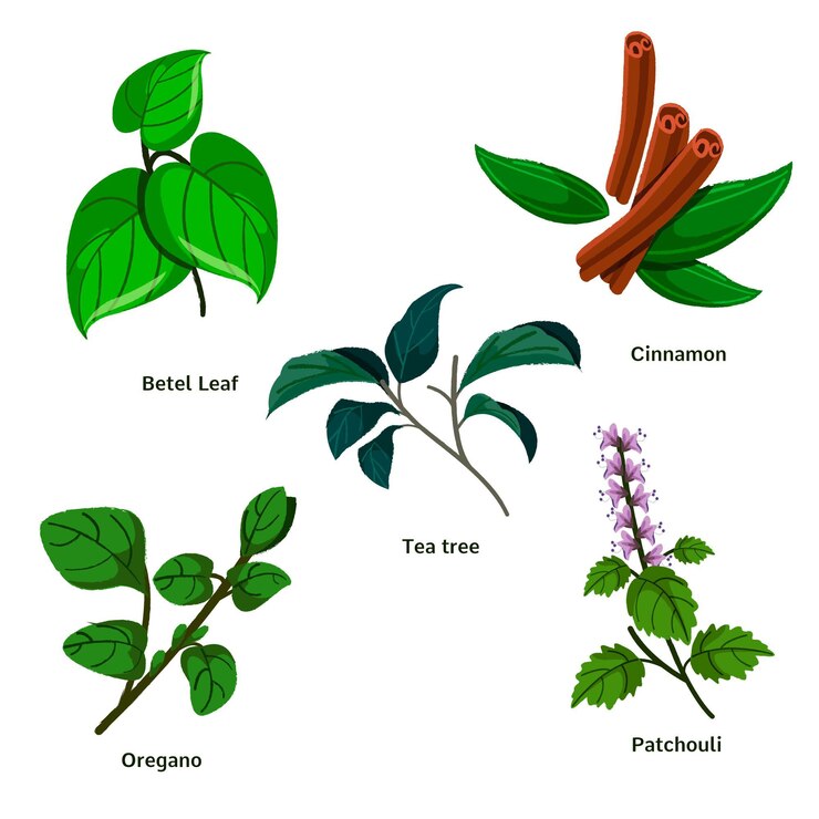 Vector Gratis hand drawn essential oil herb set