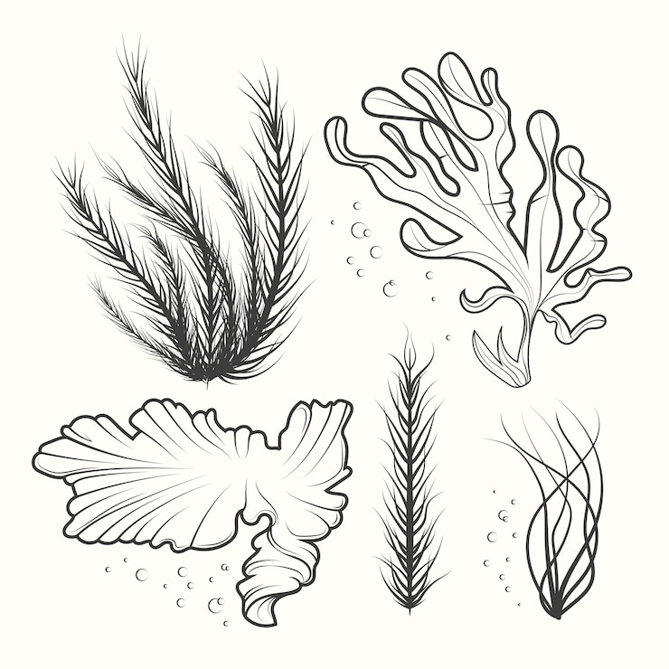 Vector Gratis hand drawn seaweed  drawing illustration