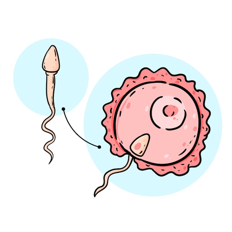 Vector Gratis hand drawn sperm cartoon illustration