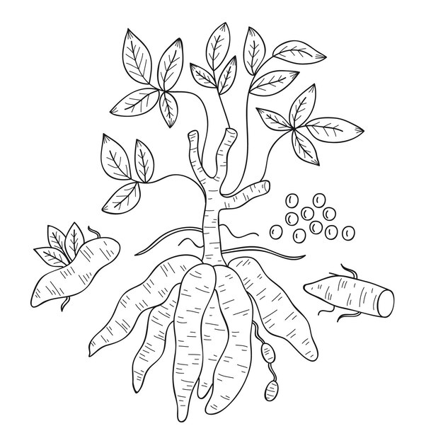 Hand drawn tapioca concept