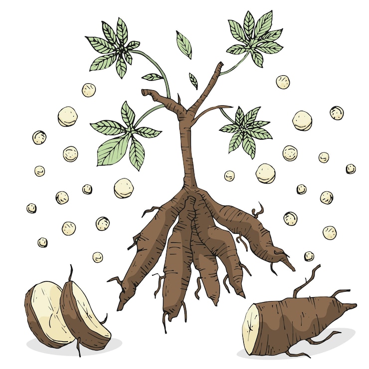 Vector Gratis hand drawn tapioca