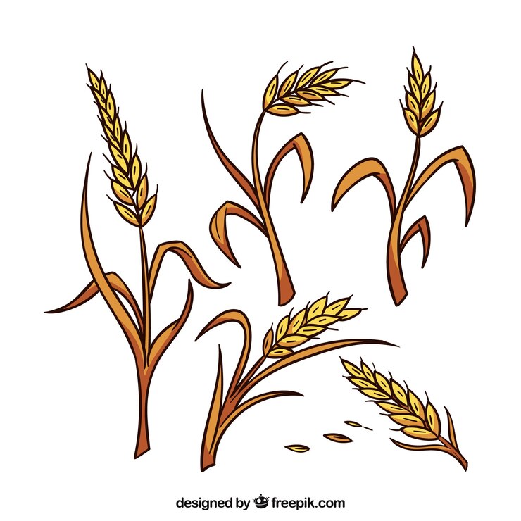Vector Gratis hand drawn wheat collection