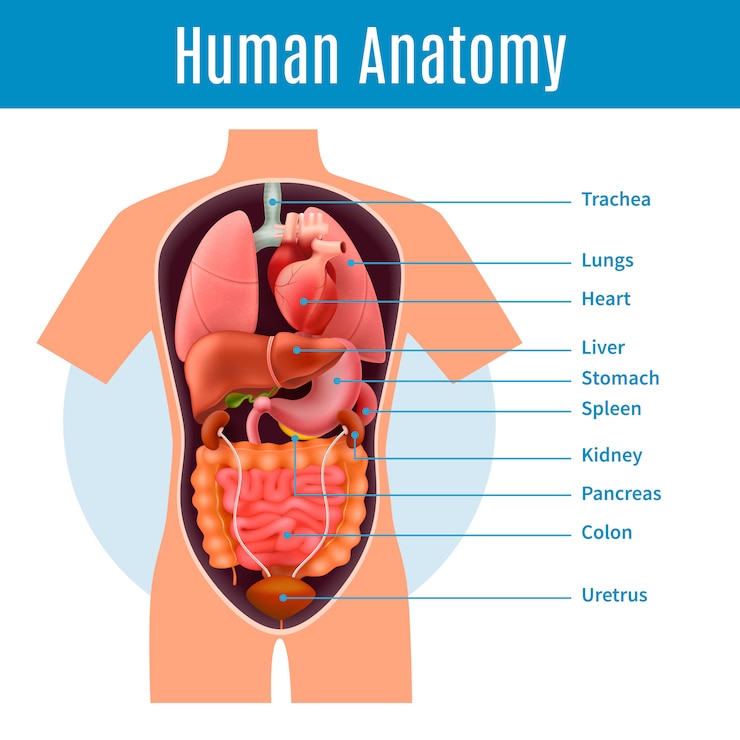 Vector Gratis human anatomy with body organs names realistic illustration