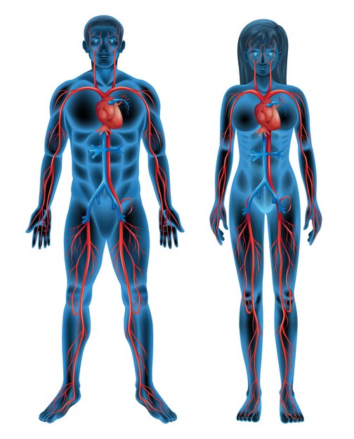 human circulatory system