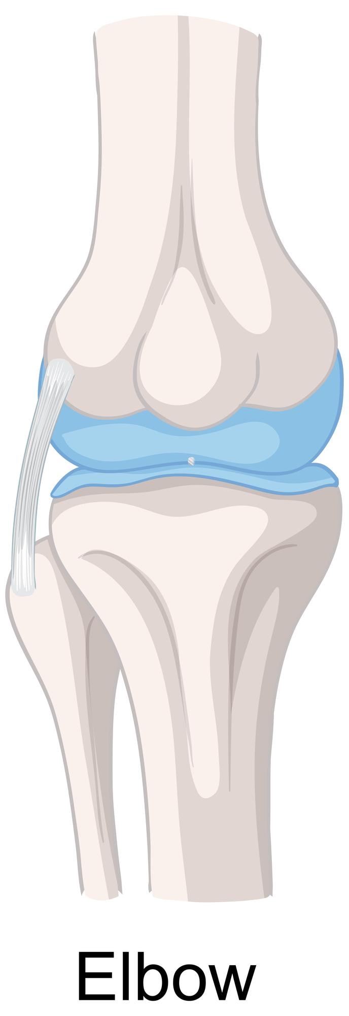 Vector Gratis human elbow joint anatomy illustration