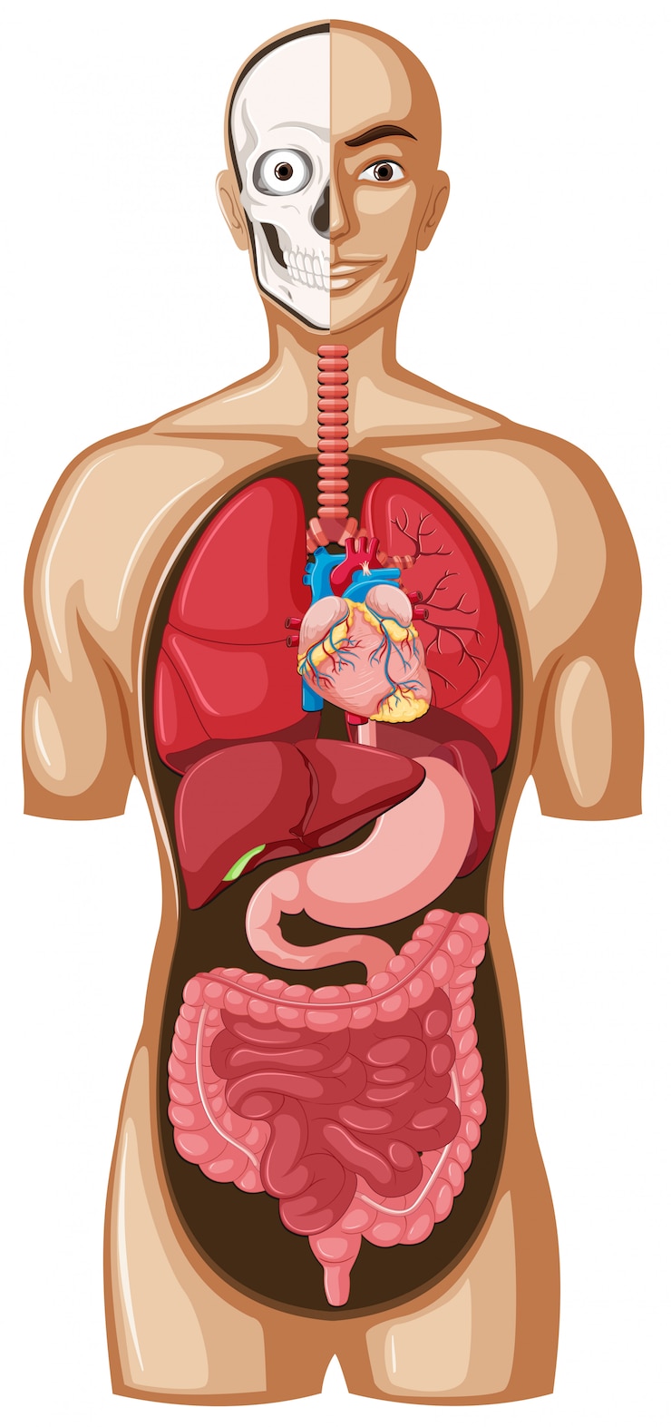 Vector Gratis human model with organs