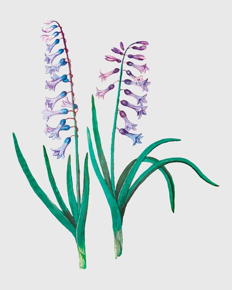 Vector Gratis hyacinth dalam gaya vintage