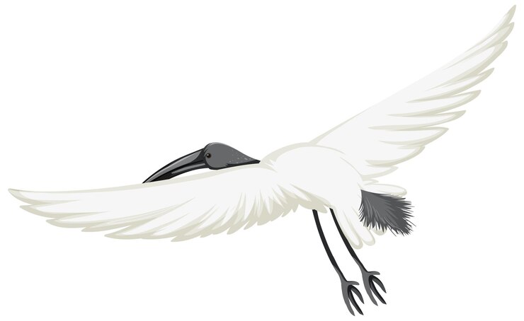 Vector Gratis ibis putih australia terisolasi
