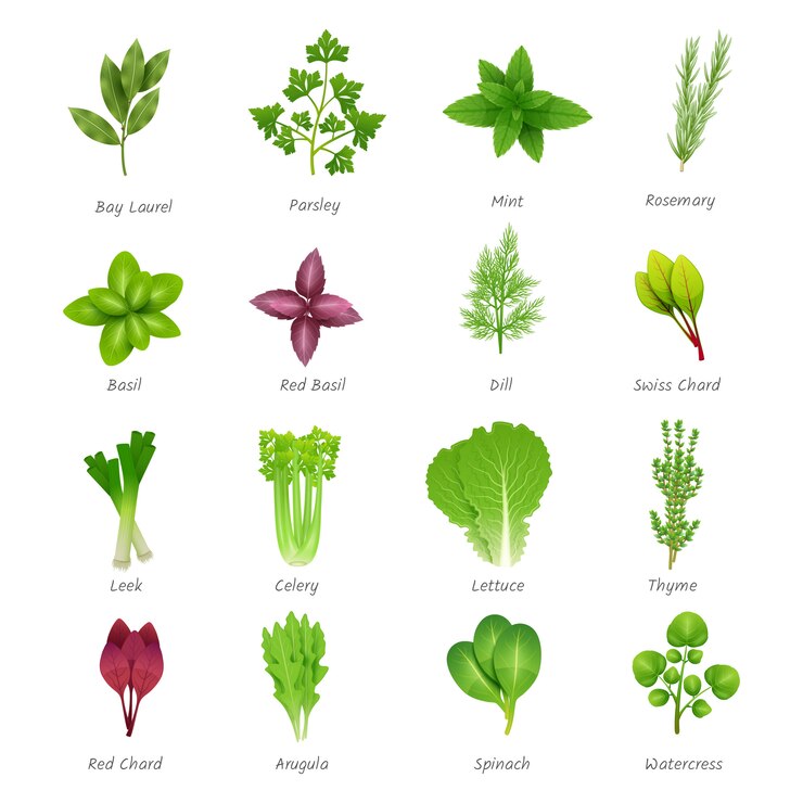 Vector Gratis icons set of different special herbs 