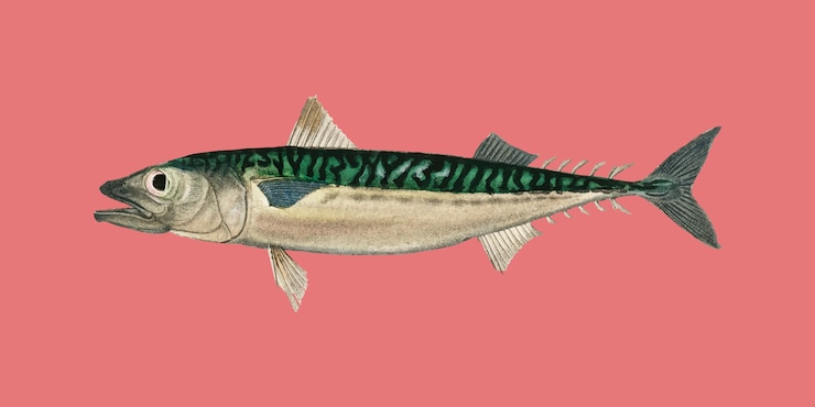 Vector Gratis ikan