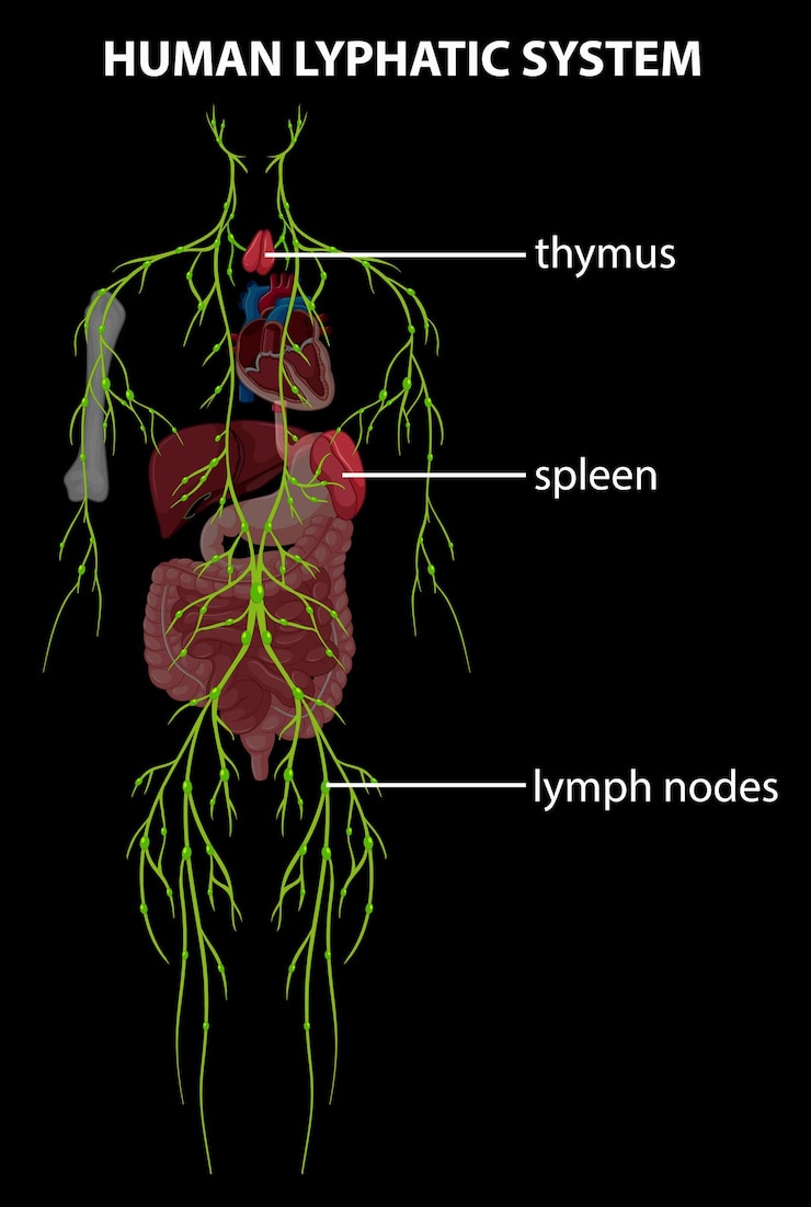 Vector Gratis illustration of human lymphatic system