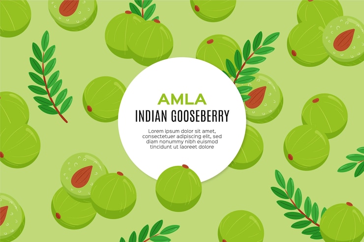 Vector Gratis ilustrasi buah amla digambar tangan