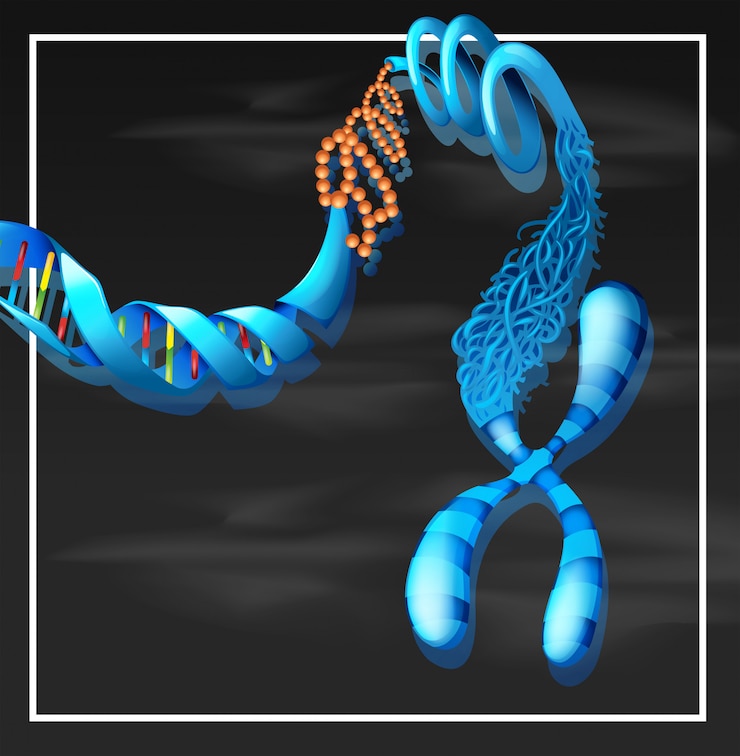 Vector Gratis ilustrasi dna