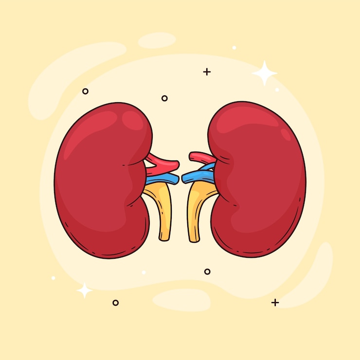 Vector Gratis ilustrasi gambar ginjal digambar tangan