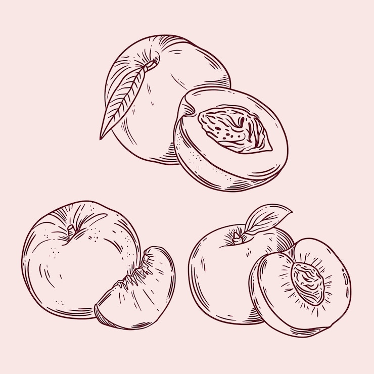 Vector Gratis ilustrasi garis luar buah persik digambar tangan