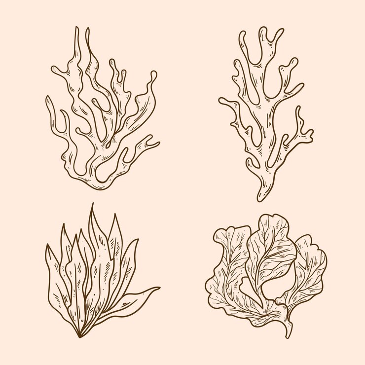 Vector Gratis ilustrasi garis luar rumput laut digambar tangan