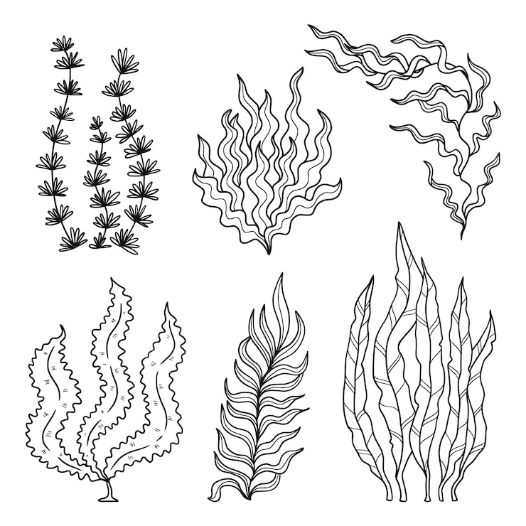 Vector Gratis ilustrasi garis luar rumput laut digambar tangan