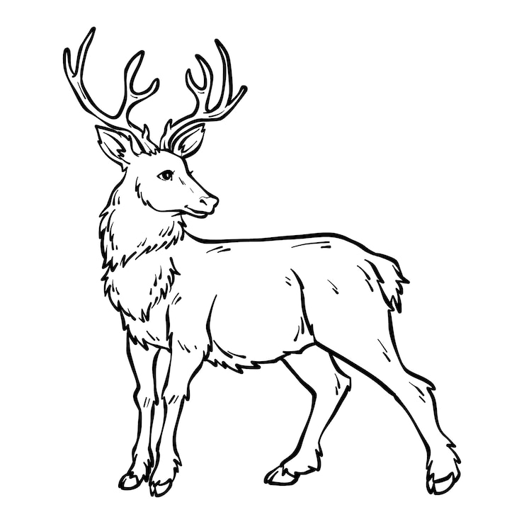 Vector Gratis ilustrasi garis luar rusa digambar tangan
