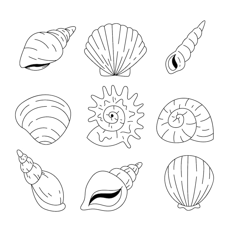 Vector Gratis ilustrasi garis luar seashell yang digambar tangan