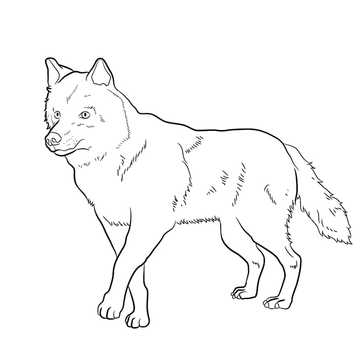 Vector Gratis ilustrasi garis luar serigala digambar tangan
