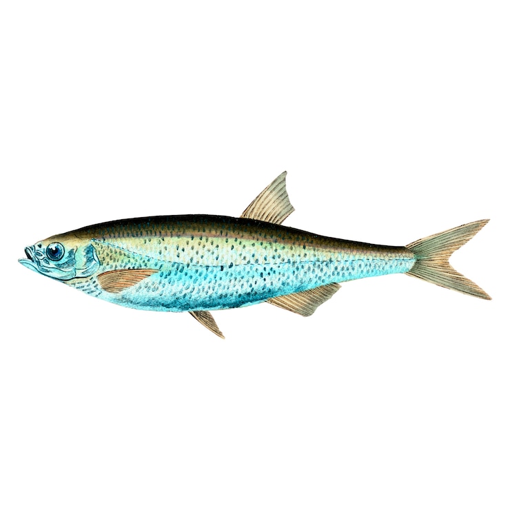 Vector Gratis ilustrasi ikan vintage