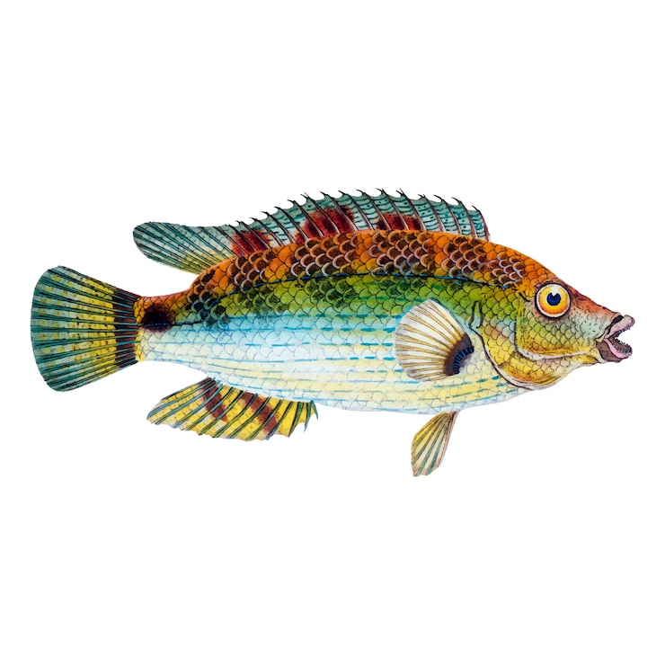 Vector Gratis ilustrasi ikan vintage