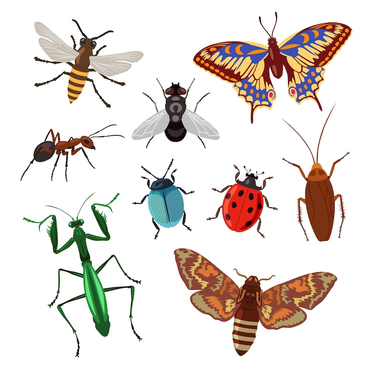 Vector Gratis ilustrasi kartun set serangga realistis dengan latar belakang putih. kepik, kumbang, berenga, kecoak, lipas, semut, kupu-kupu, lebah, dan belalang. pertanian, alam, konsep hama ladang