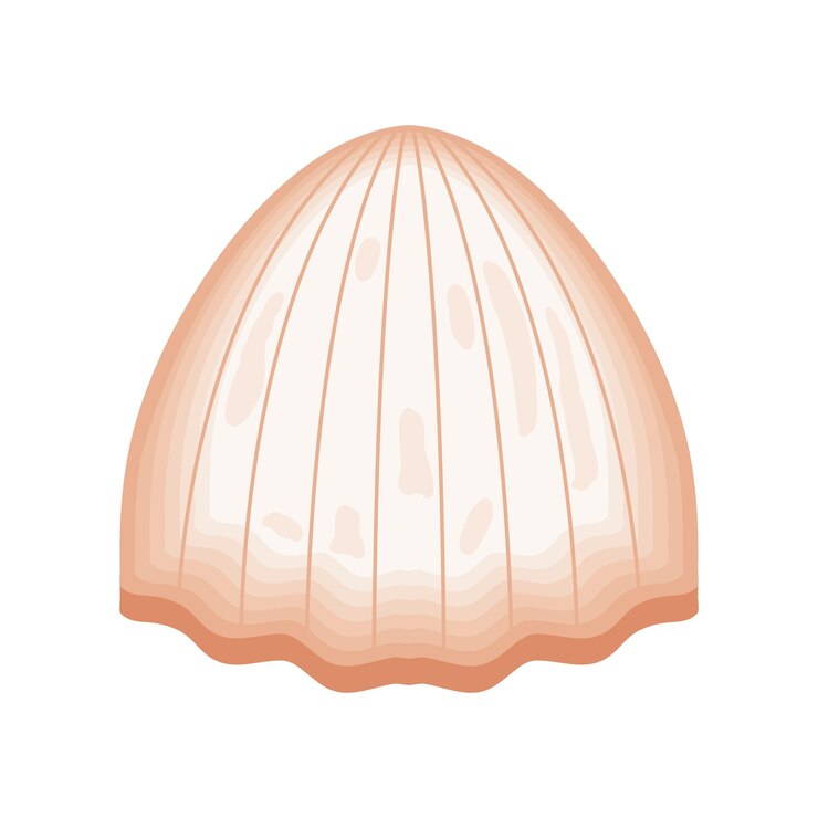 Vector Gratis ilustrasi kerang kehidupan laut terisolasi