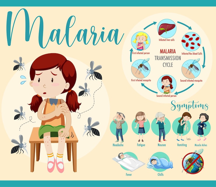Vector Gratis infografis informasi siklus penularan dan gejala malaria