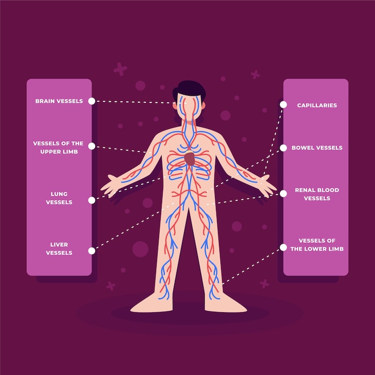 Vector Gratis infografis sistem peredaran darah dalam desain datar