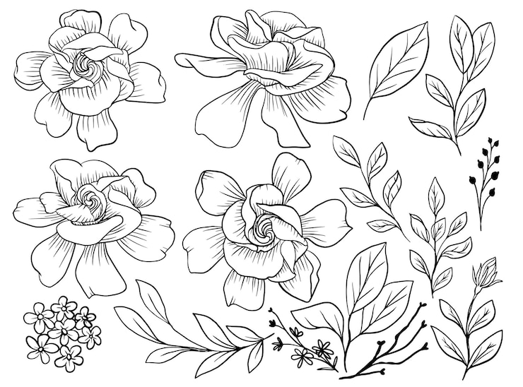 Vector Gratis isolated gardenia flower line art with leaves element