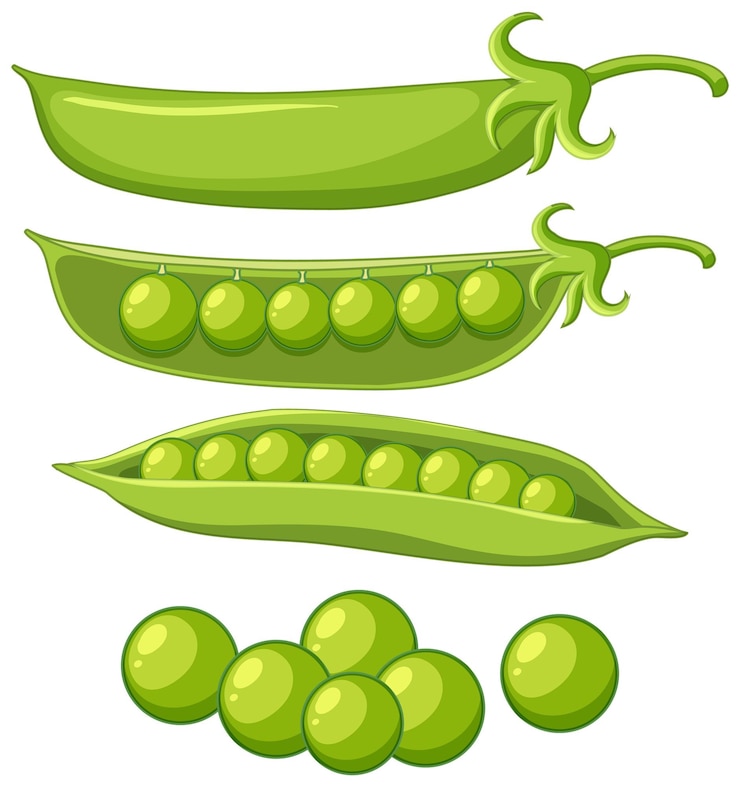 Vector Gratis isolated green peas cartoon