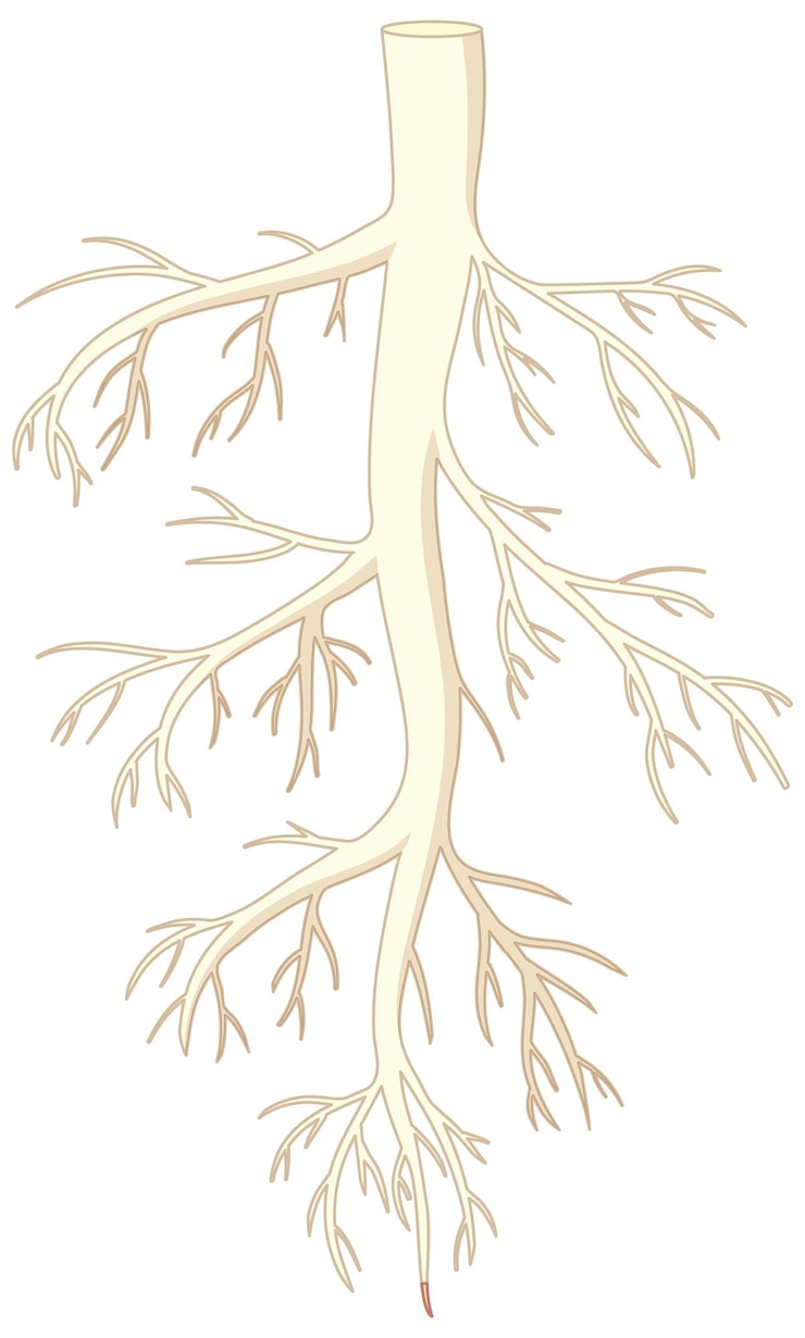 Vector Gratis isolated root of plant in vector cartoon style