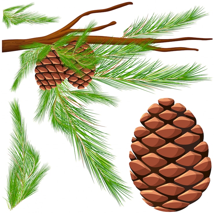 Vector Gratis kerucut pinus di dahan