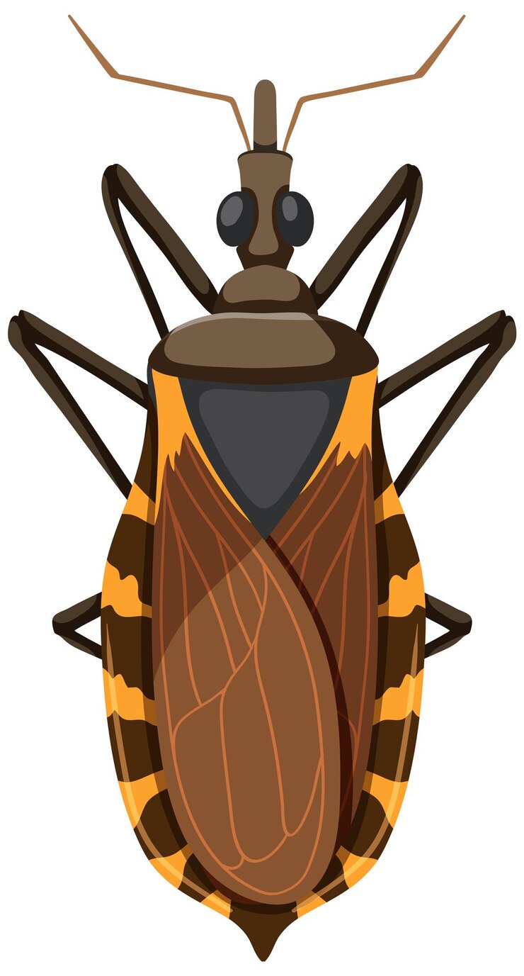 Vector Gratis kissing bug on white background