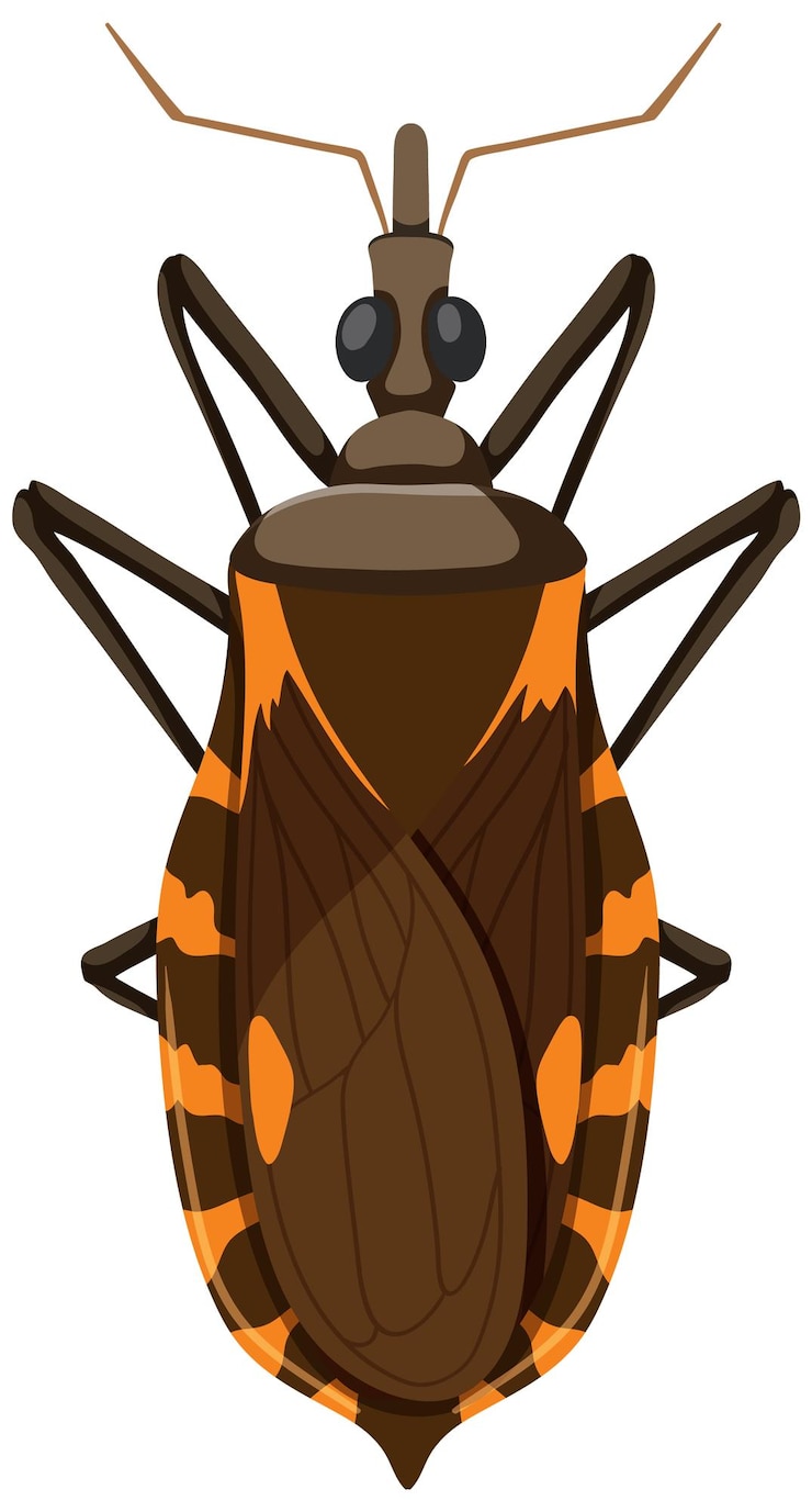 Vector Gratis kissing bug on white background