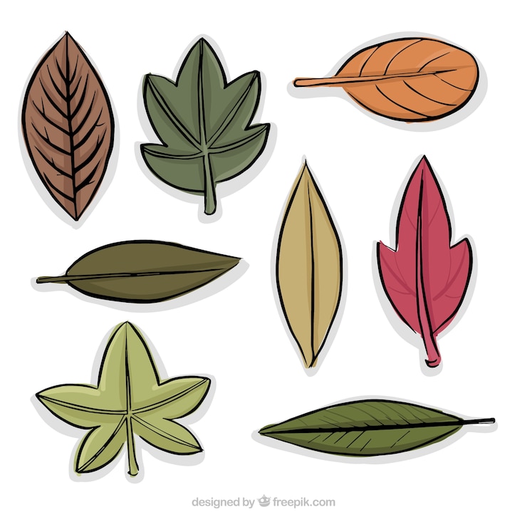 Vector Gratis koleksi berbagai jenis daun