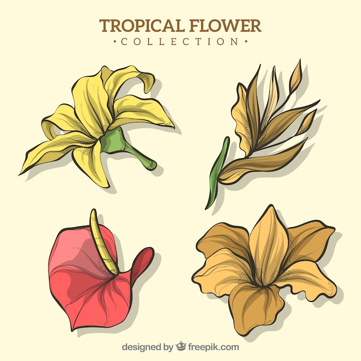 Vector Gratis koleksi bunga tropis digambar tangan yang indah