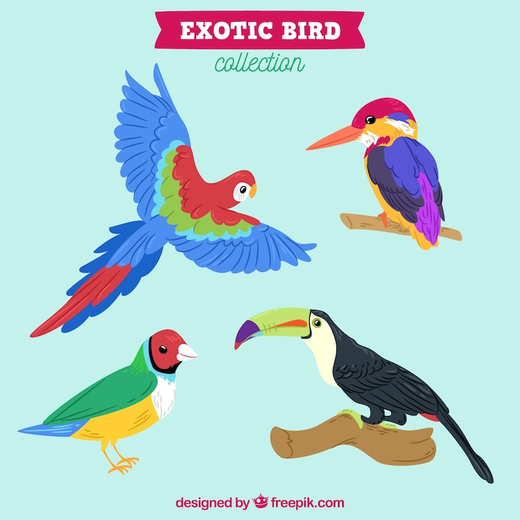 Vector Gratis koleksi burung eksotis digambar tangan