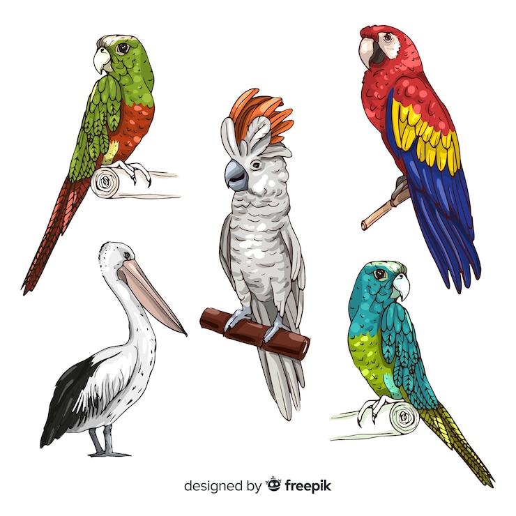 Vector Gratis koleksi burung eksotis digambar tangan