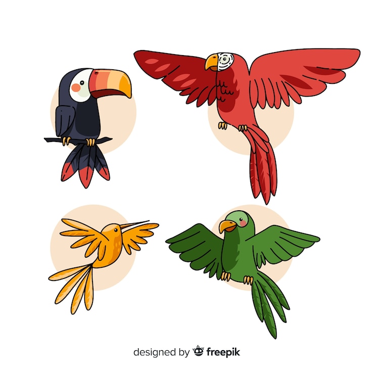 Vector Gratis koleksi burung tropis yang digambar tangan