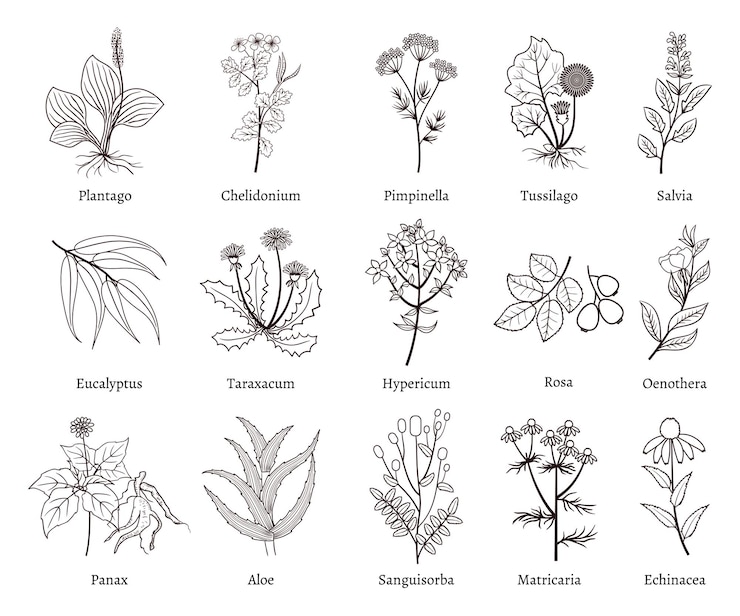 Vector Gratis koleksi doodle tanaman obat dan herbal. herbal yang digambar tangan untuk penggunaan obat, ilustrasi gambar sketsa tanaman herbal.