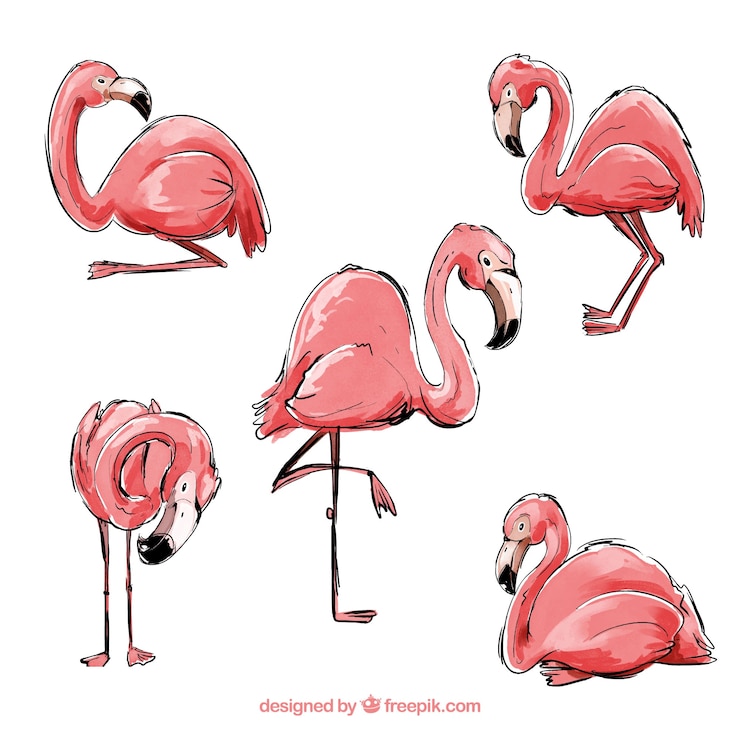 Vector Gratis koleksi flamingo dengan berbagai pose dalam gaya cat air